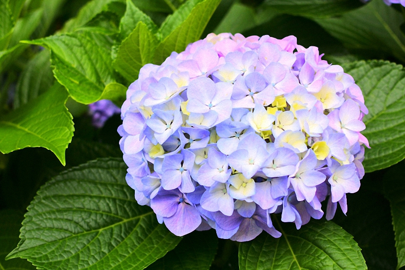 水を愛する梅雨の花 アジサイ お庭から始まる豊かなグリーンライフ 庭サポ