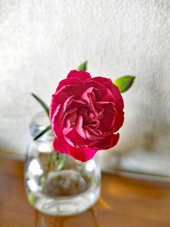 つぼみが咲いた