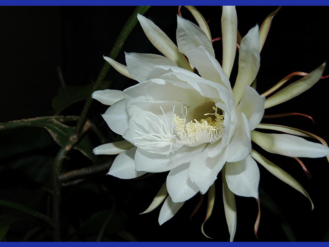 月下美人の育て方と魅力【ゲッカビジン/ A Queen of the Night】 – お  