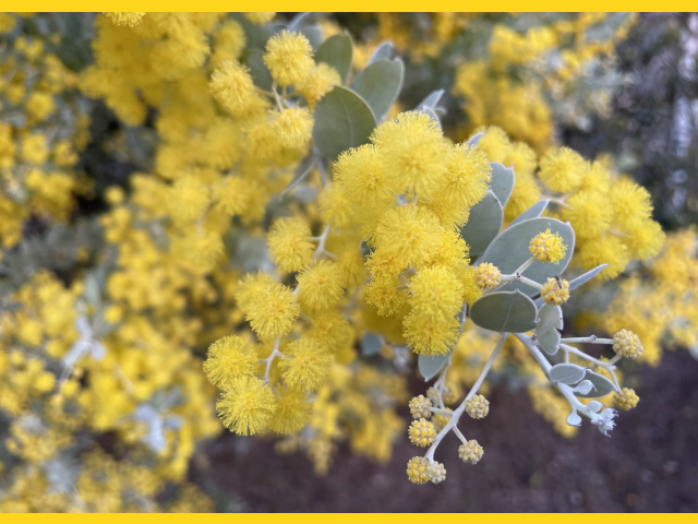 フレッシュパールアカシア フレッシュ パールアカシア ミモザ 大容量