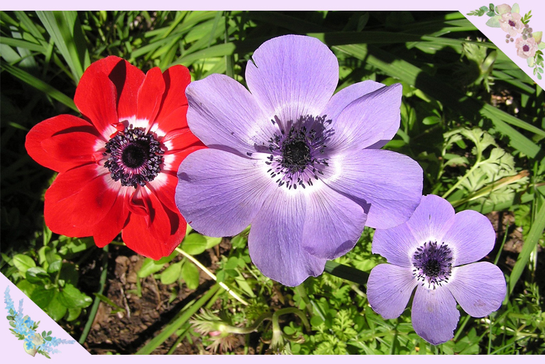 アネモネ Anemone ボタンイチゲ 牡丹一華 ハナイチゲ 花一華 ベニバナオキナグサ 紅花翁草 春の訪れを知らせてくれる花 お庭から始まる豊かなグリーンライフ 庭サポ