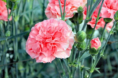 カーネーション3