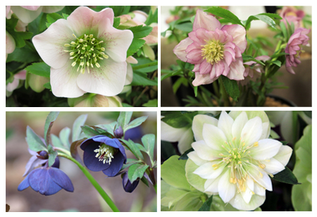 さまざまなクリスマスローズ