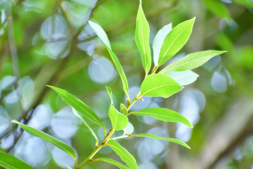 勝利の象徴 ゲッケイジュ 月桂樹 お庭から始まる豊かなグリーンライフ 庭サポ