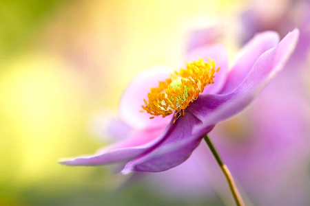 シュウメイギク-1