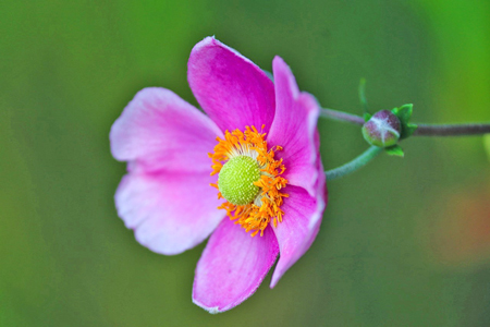 シュウメイギク-2