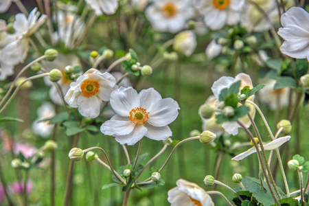 シュウメイギク-3