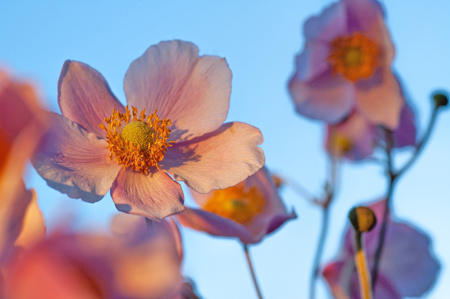 シュウメイギク-5