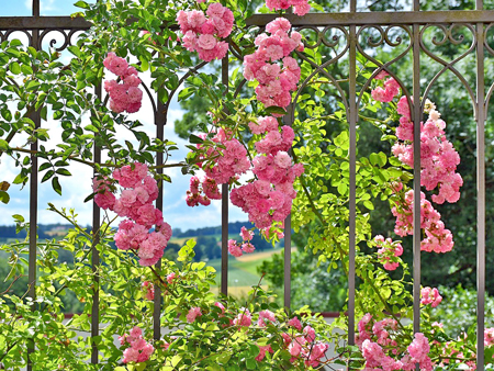 シュラブローズ1