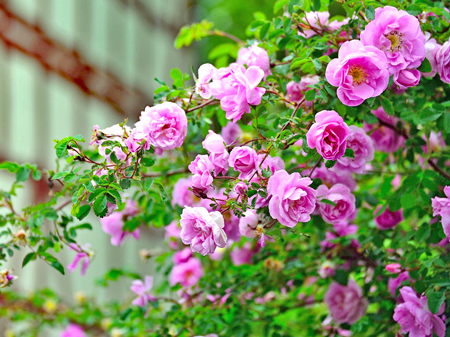 シュラブローズ2