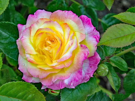 シュラブローズ4