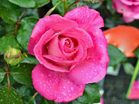 シュラブローズ5