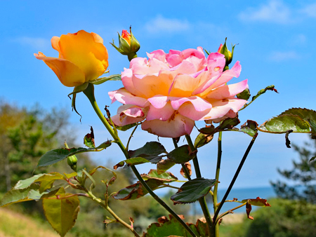 シュラブローズ6