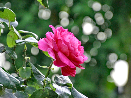 シュラブローズ7