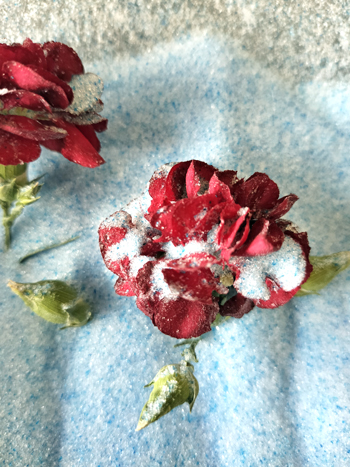 シリカゲルからカーネーション