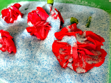 シリカゲルがかかったカーネーション