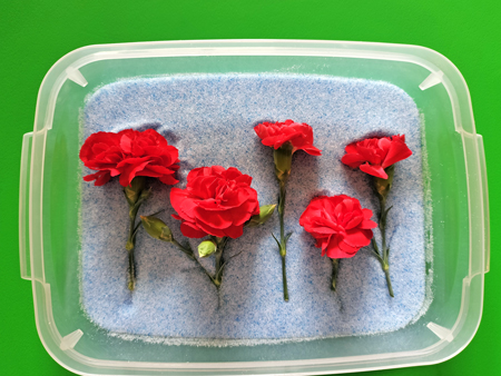 シリカゲルに並んだカーネーション