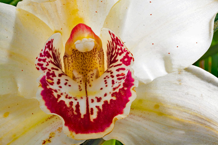 シンビジウム７