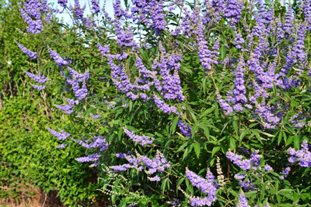 セイヨウニンジンボク1