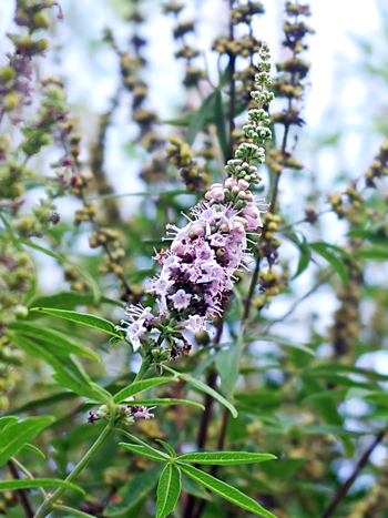 セイヨウニンジンボク2