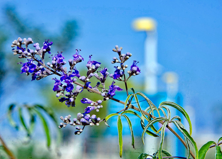 セイヨウニンジンボク4