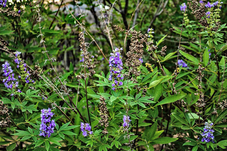 セイヨウニンジンボク5