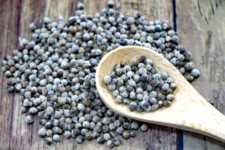 セイヨウニンジンボク6