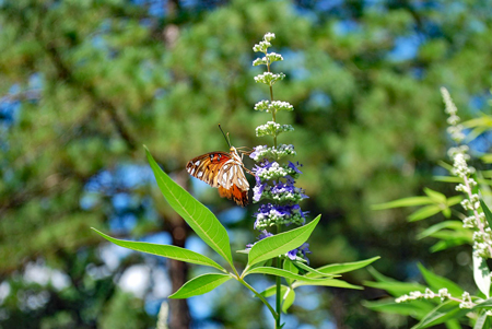 セイヨウニンジンボク7