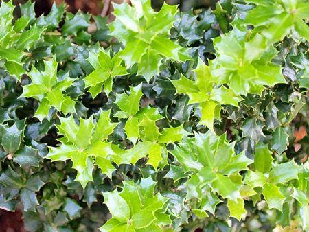 セイヨウヒイラギ（西洋柊／クリスマスホーリー）