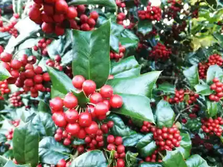 セイヨウヒイラギ（西洋柊／クリスマスホーリー）