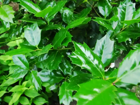 セイヨウヒイラギ（西洋柊／クリスマスホーリー）2