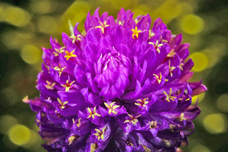 センニチコウ２