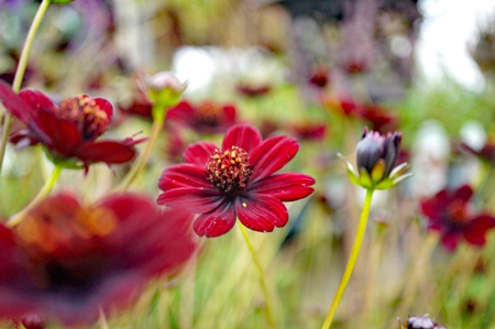 チョコレートコスモス-４