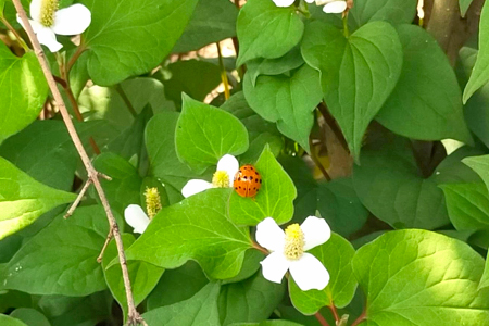 テントウムシとドクダミ