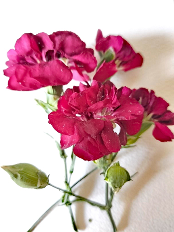 ドライフラワー１