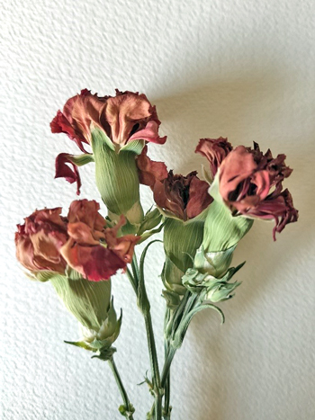 ドライフラワー２