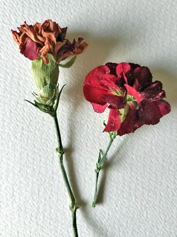 ドライフラワー３