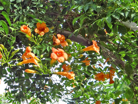 ノウゼンカズラ１