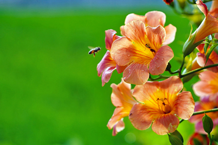 ノウゼンカズラ４