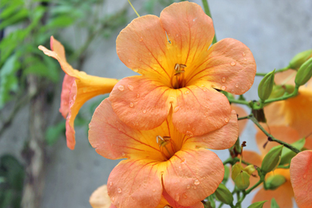 ノウゼンカズラ６