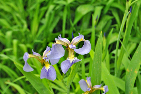 ハナショウブ３