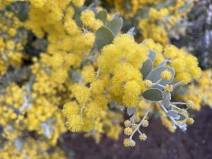 パールアカシア１