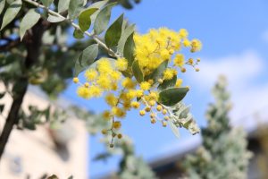 パールアカシア２