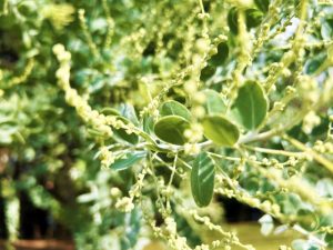 パールアカシア３