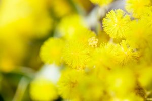 パールアカシア４