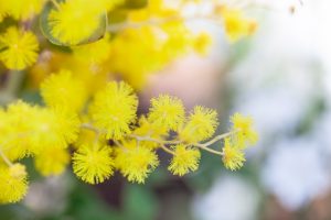 パールアカシア５