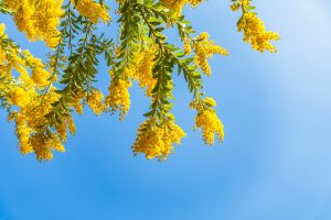 パールアカシア6