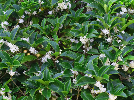 ヒイラギモクセイ（柊木犀）Mahonia-japonica