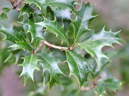 ヒイラギ（柊）