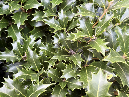 ヒイラギ（柊）Osmanthus-heterophyllus